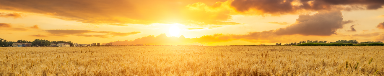 The Harvest