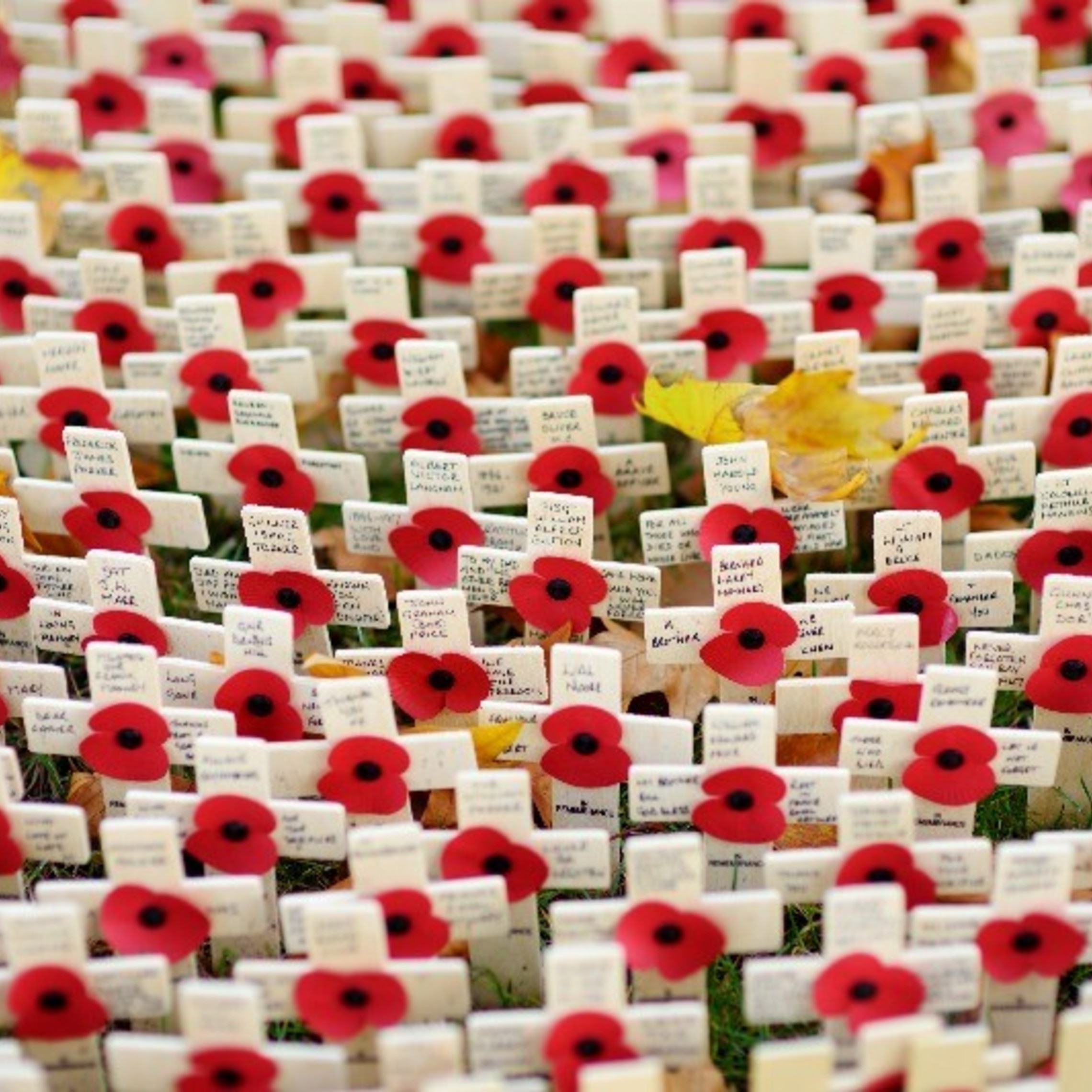 Remembrance Day800