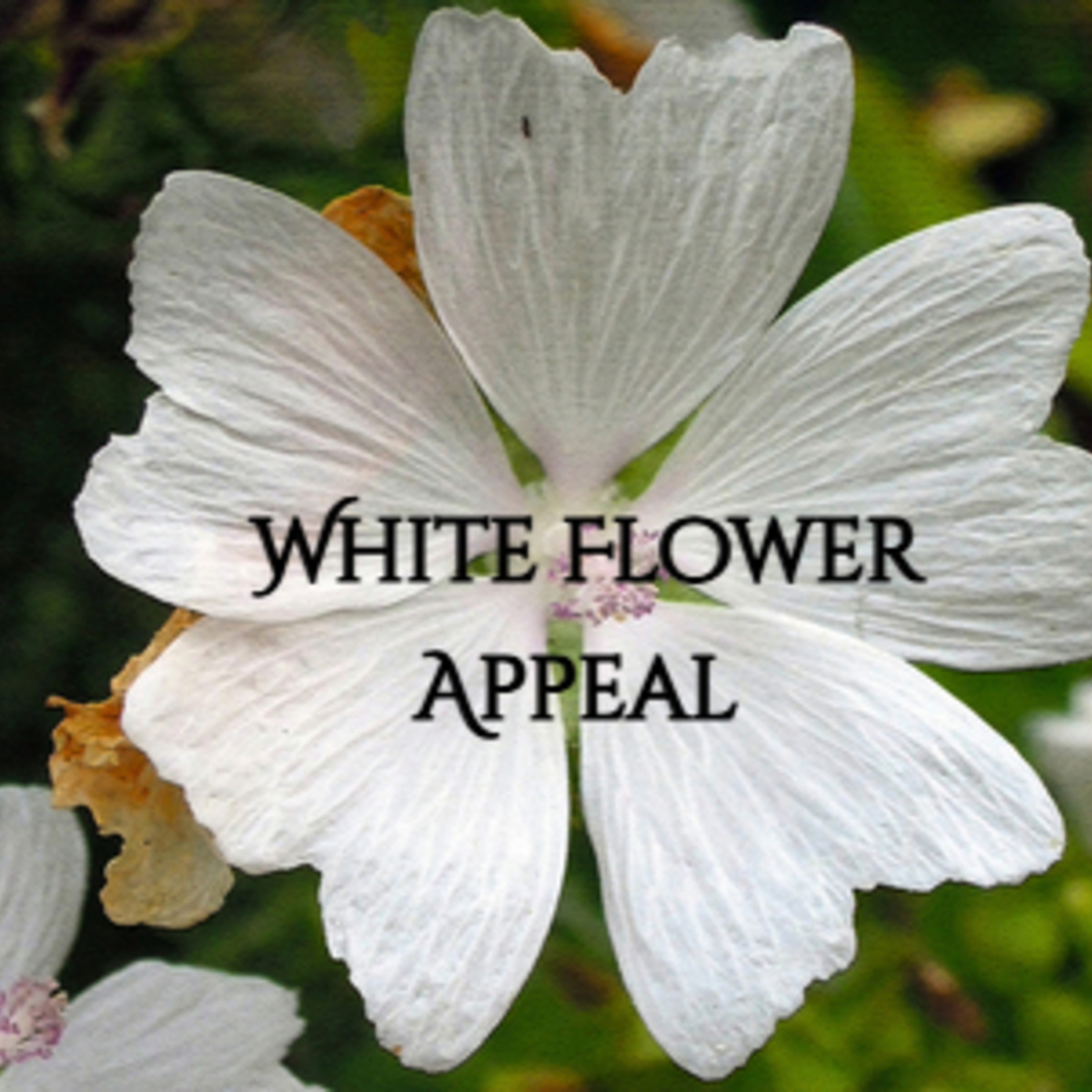 White Flower Appeal