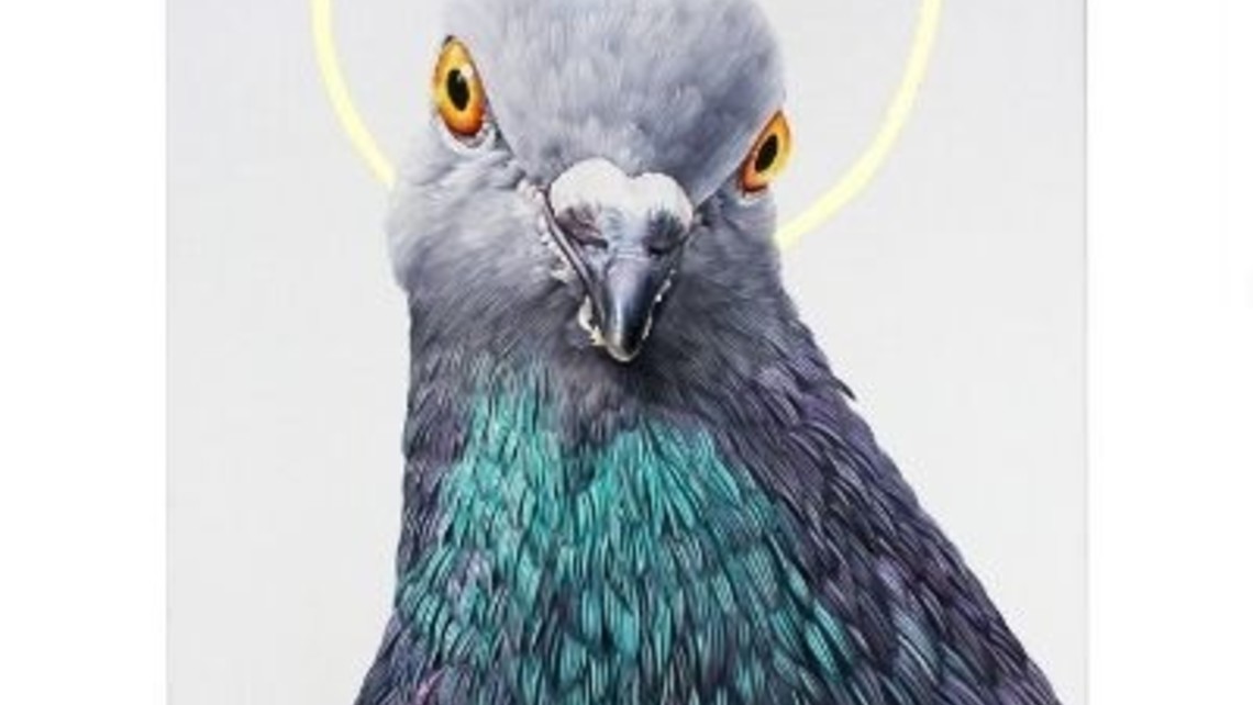 Holy Portland Pigeon 670