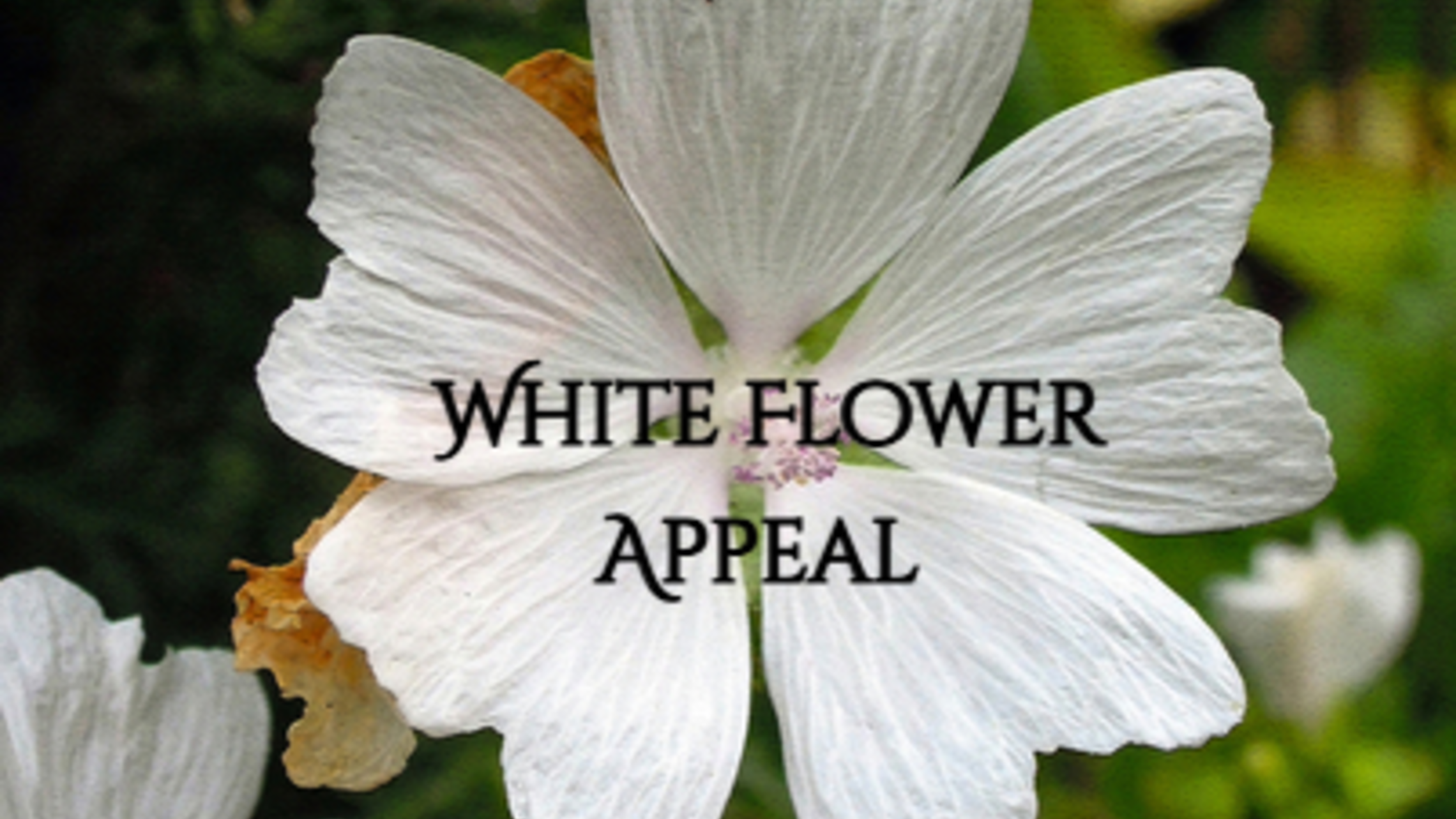White Flower Appeal
