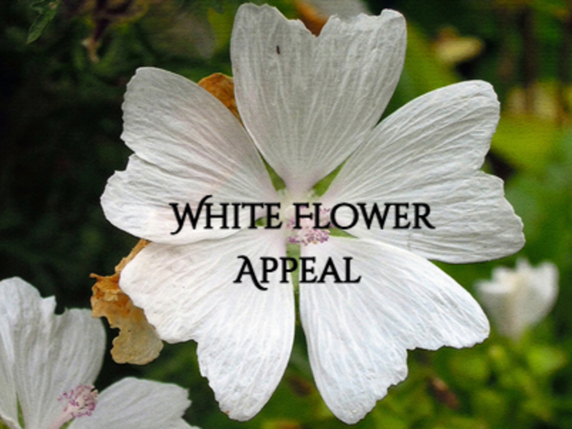 White Flower Appeal